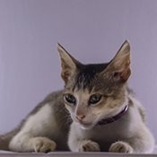 chat Ceylan